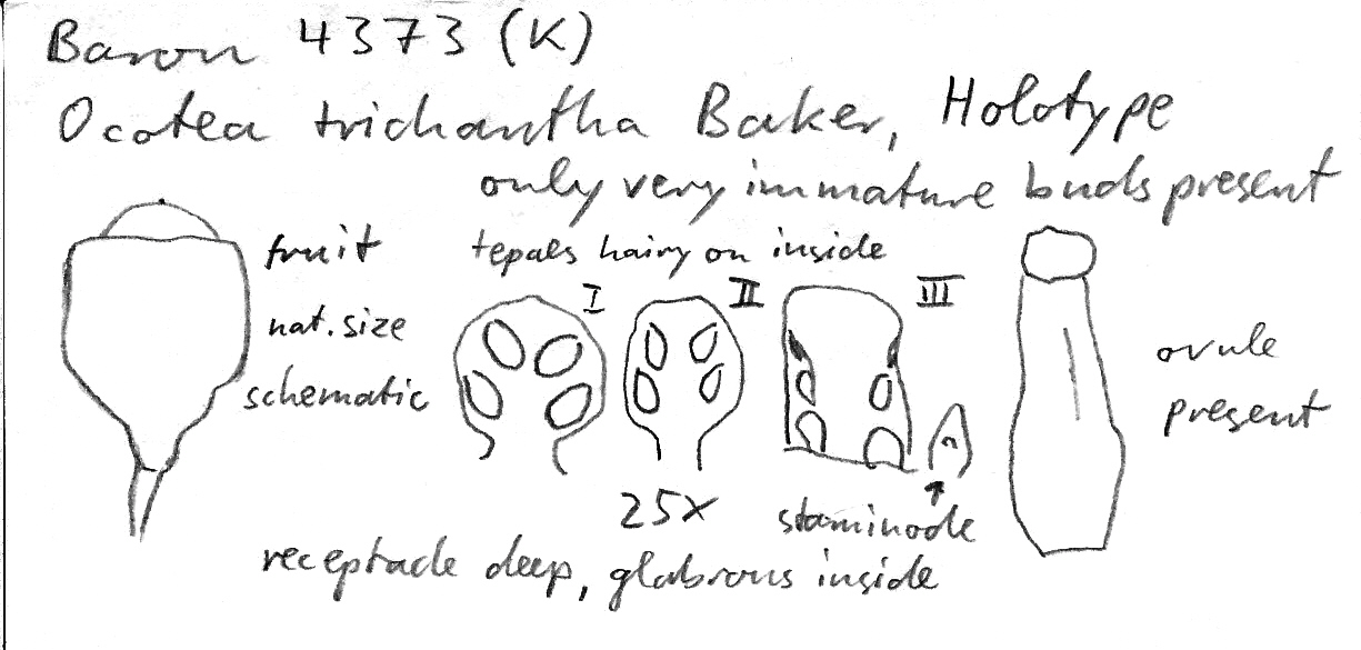 Vorschaubild Ocotea trichantha Baker